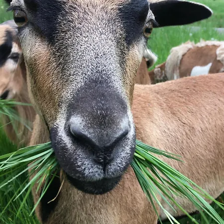 Casa de Férias Kellerstoeckl Am Veganen Bio-lebenshof 