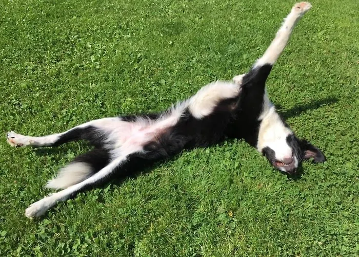 Kellerstoeckl Am Veganen Bio-lebenshof 