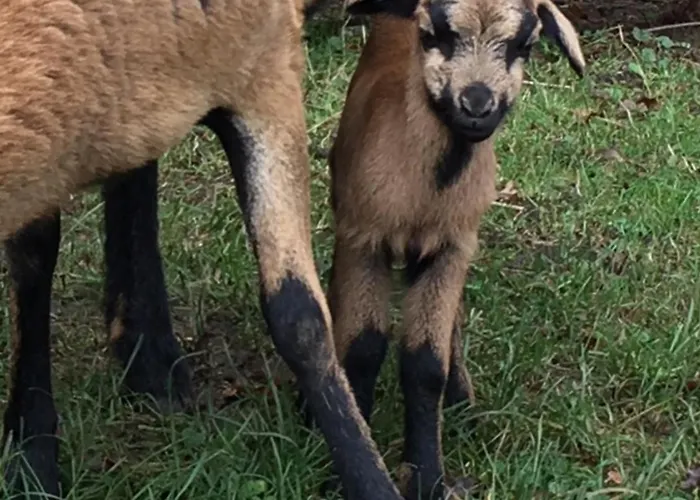 Kellerstoeckl Am Veganen Bio-lebenshof 