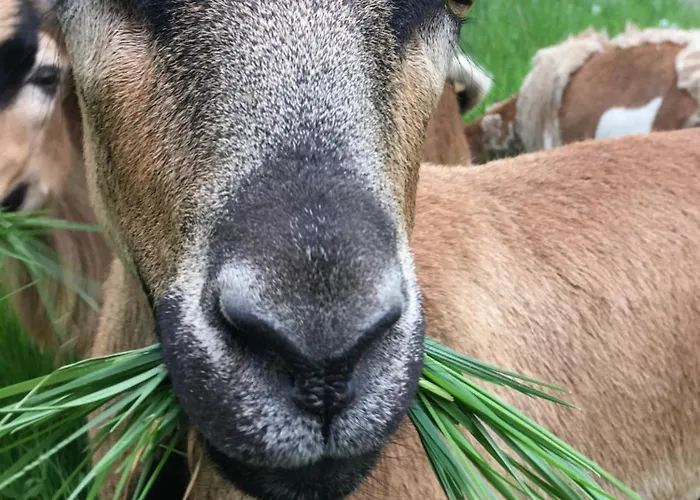 Dom wakacyjny Kellerstoeckl Am Veganen Bio-lebenshof 